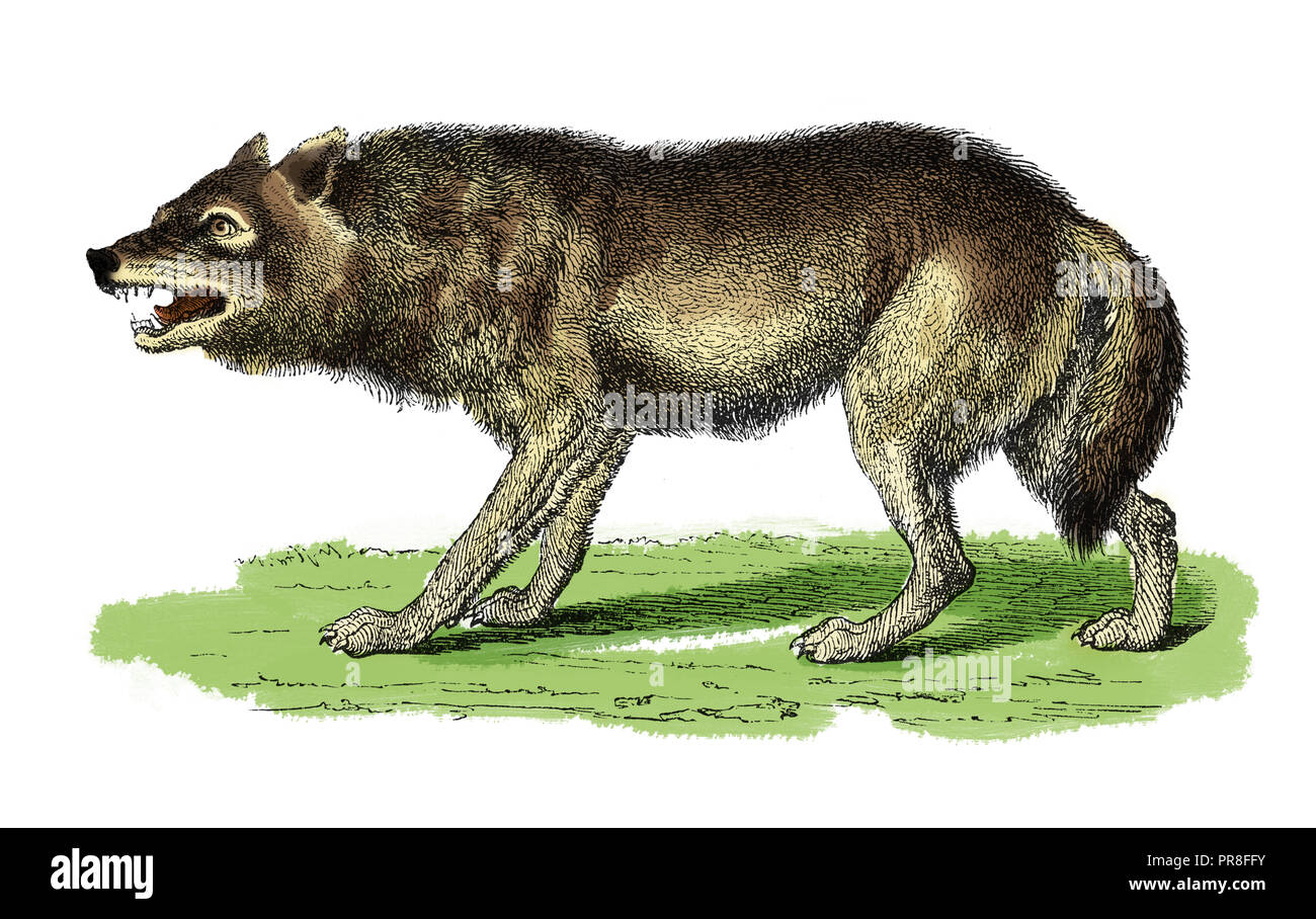 19th century illustration of a wolf. Published in Systematischer Bilder-Atlas zum Conversations-Lexikon, Ikonographische Encyklopaedie der Wissenschaf Stock Photo