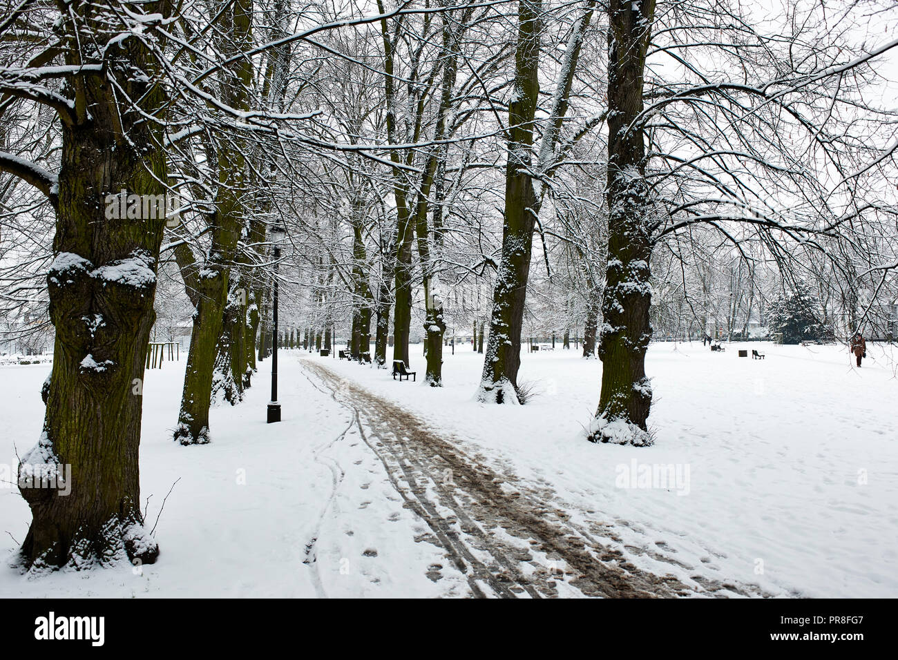 Winter Scene in Cambridge - Christ's Pieces. Snow covered lawn and garden with tree lined footpath. Stock Photo