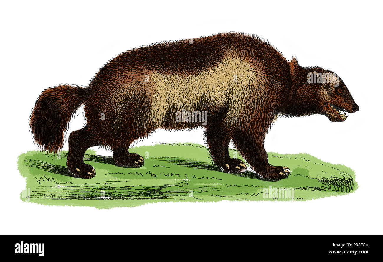 Antique illustration of a wolverine, the largest land-dwelling species of the weasel family. Published in Systematischer Bilder-Atlas zum Conversation Stock Photo