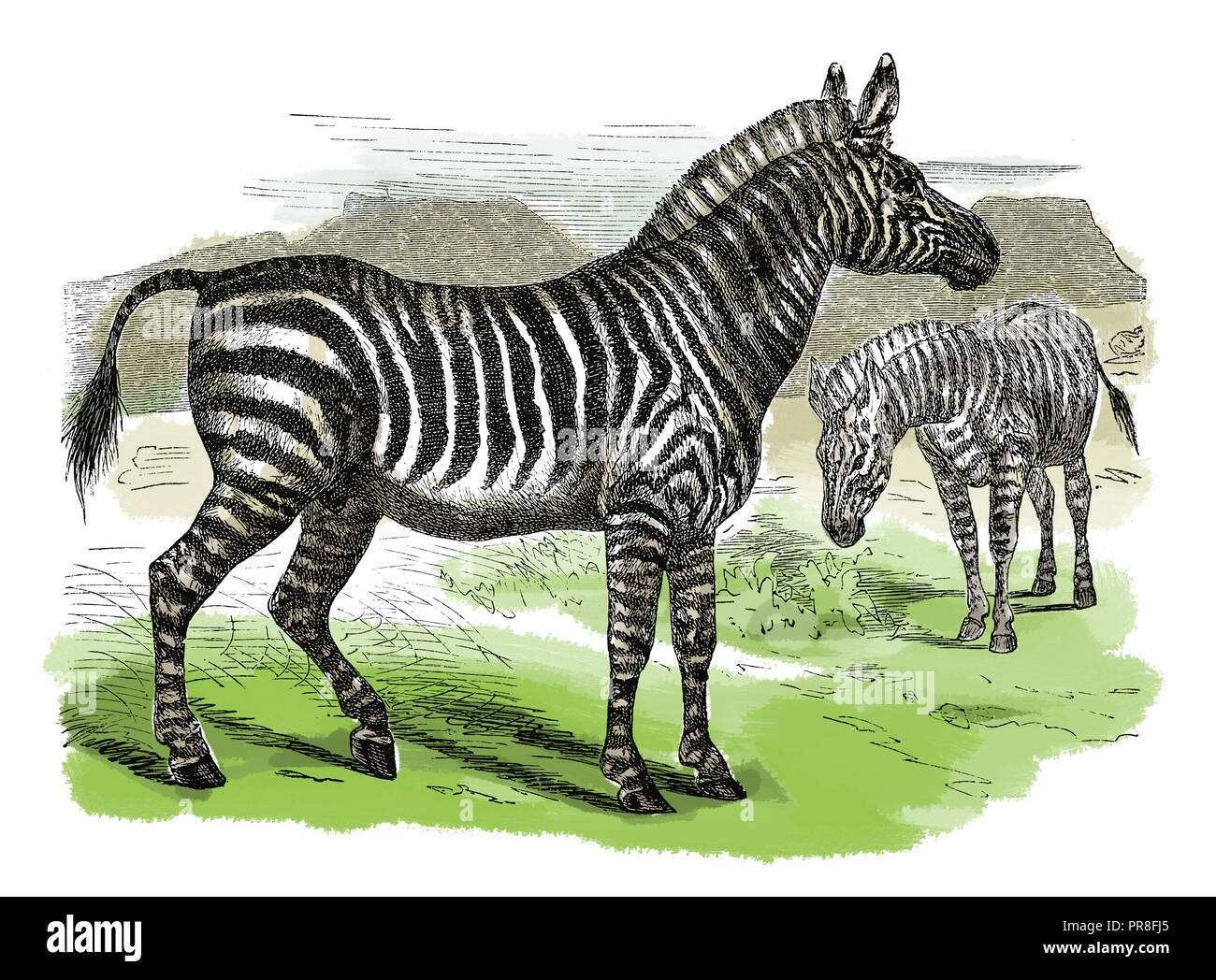 19th century illustration of a zebra. Published in Systematischer Bilder-Atlas zum Conversations-Lexikon, Ikonographische Encyklopaedie der Wissenscha Stock Photo