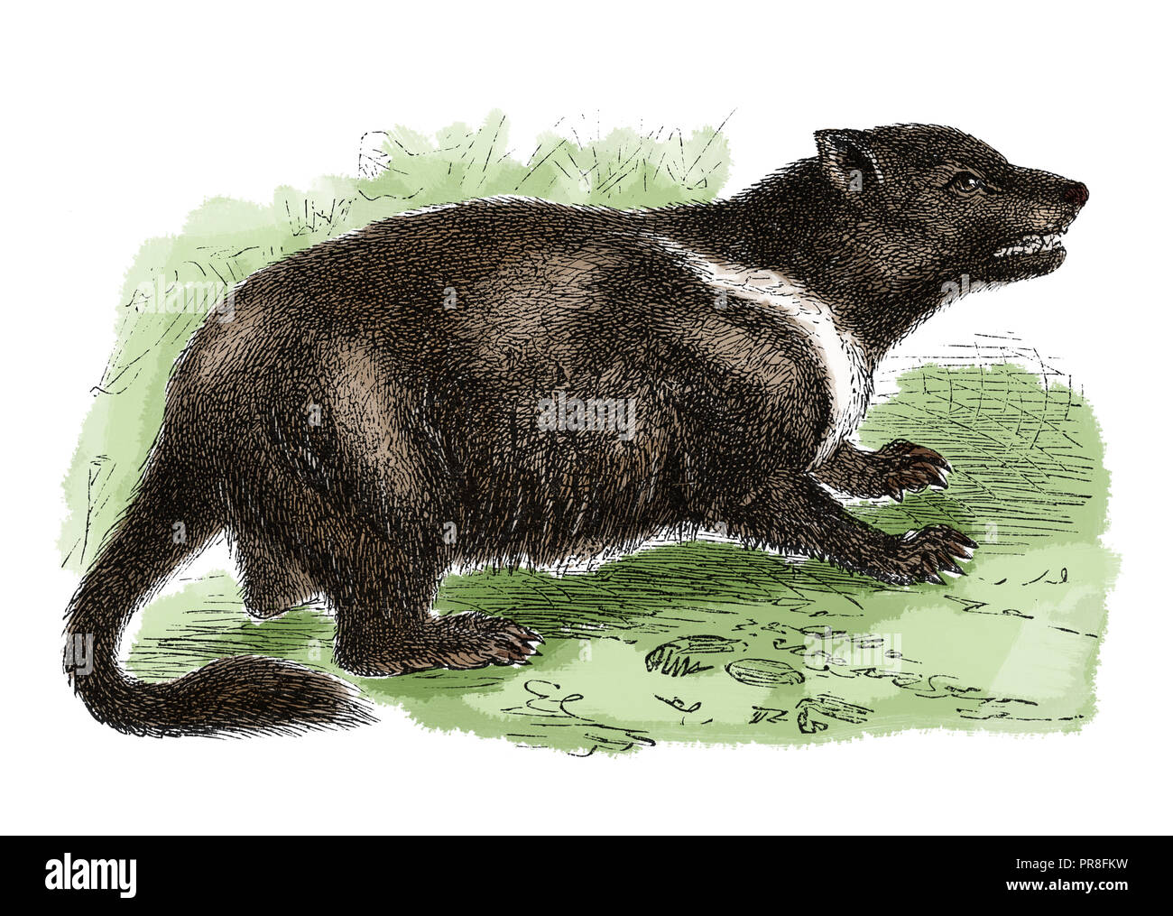 19th century illustration of a  . Published in Systematischer Bilder-Atlas zum Conversations-Lexikon, Ikonographische Encyklopaedie der Wissenschaften Stock Photo