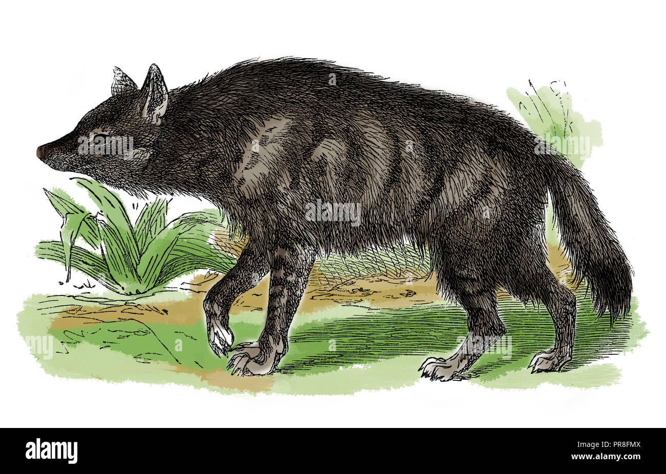 19th century illustration of a aardwolf (Proteles cristata) - a small, insectivorous mammal, native to East Africa and Southern Africa. Its name means Stock Photo