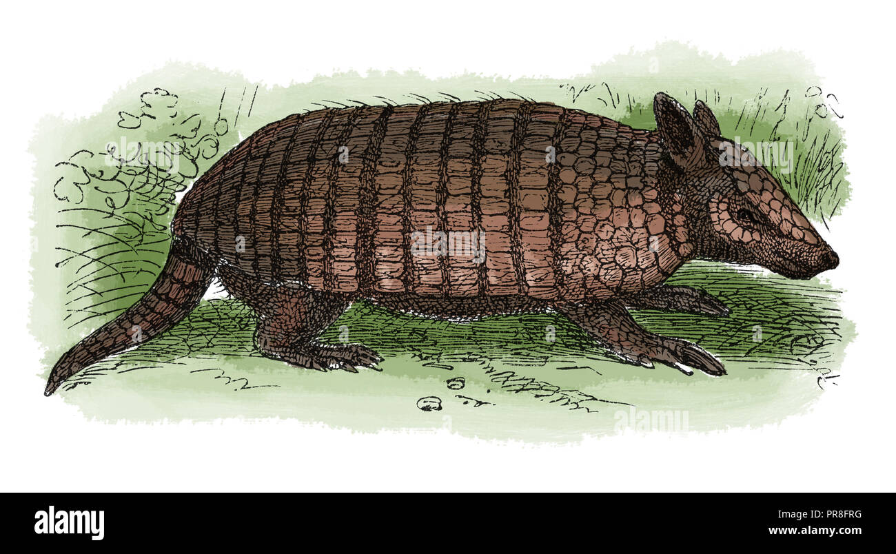 19th century illustration of an armadillo. Published in Systematischer Bilder-Atlas zum Conversations-Lexikon, Ikonographische Encyklopaedie der Wisse Stock Photo