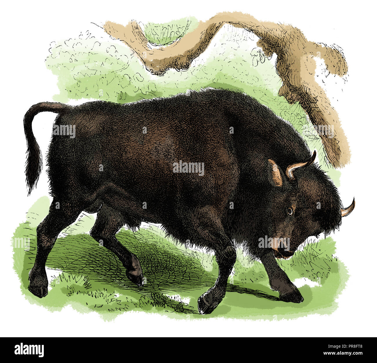 19th century illustration of a auroch, also urus, ure is an extinct type of large wild cattle that inhabited Europe, Asia and North Africa. Published  Stock Photo