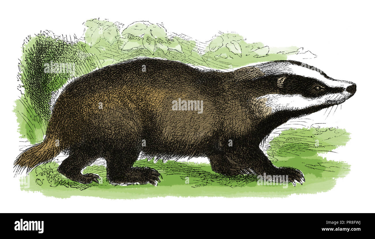 19th century illustration of a badger - short-legged omnivores in the  family Mustelidae which also includes the otters, polecats, weasels and  wolverin Stock Photo - Alamy