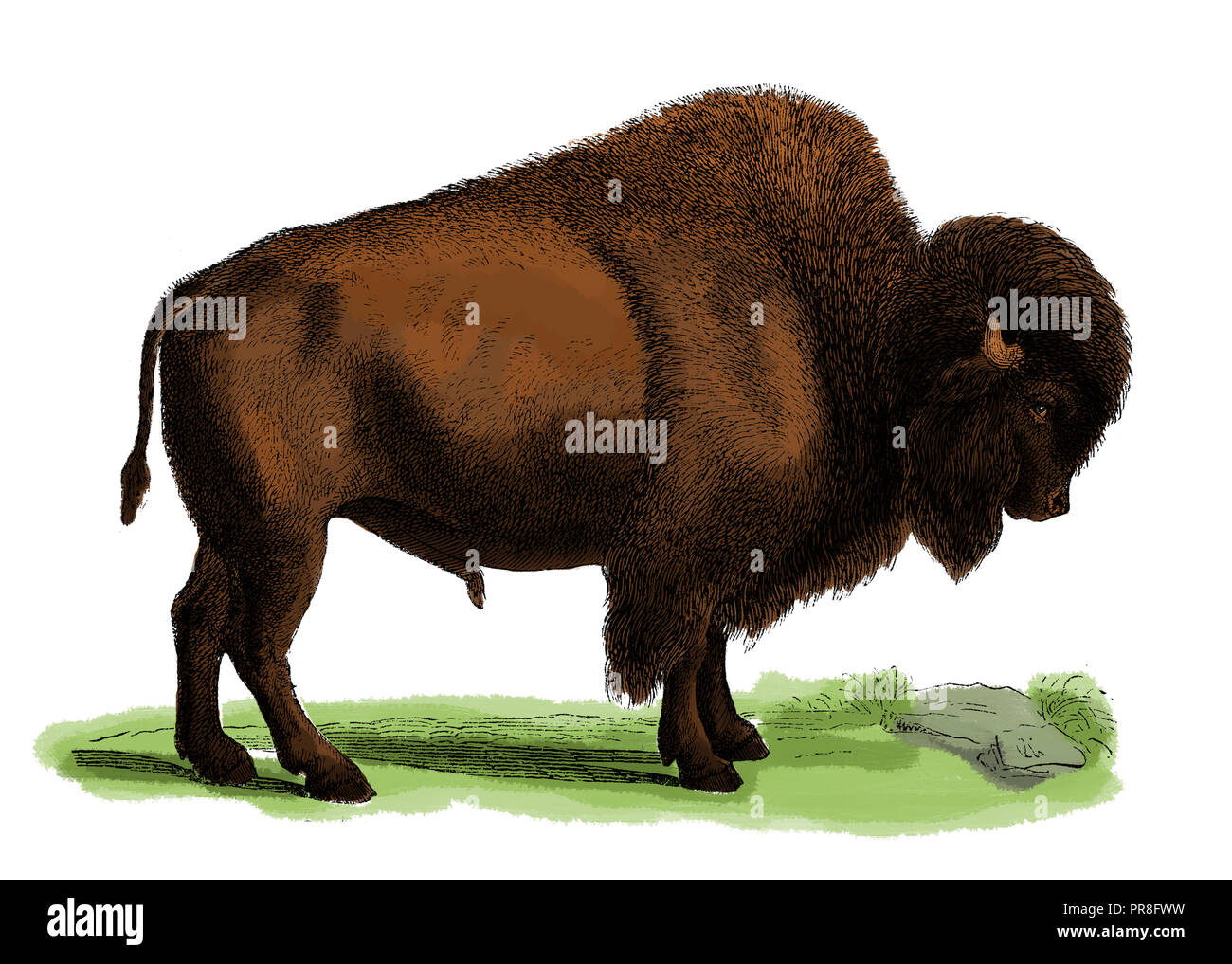 19th century illustration of a bison, or buffalo. Published in Systematischer Bilder-Atlas zum Conversations-Lexikon, Ikonographische Encyklopaedie de Stock Photo