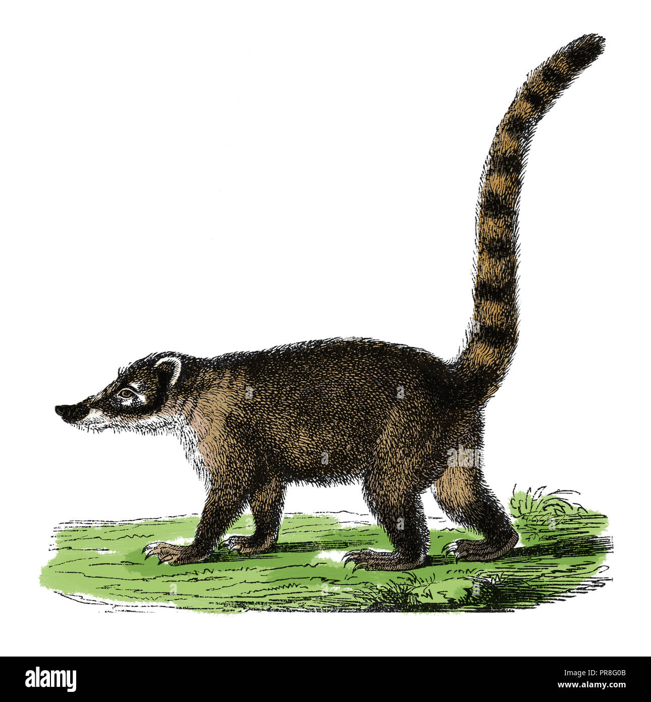 19th century illustration of a coati, also known as coatimundi is members of the raccoon family. Published in Systematischer Bilder-Atlas zum Conversa Stock Photo