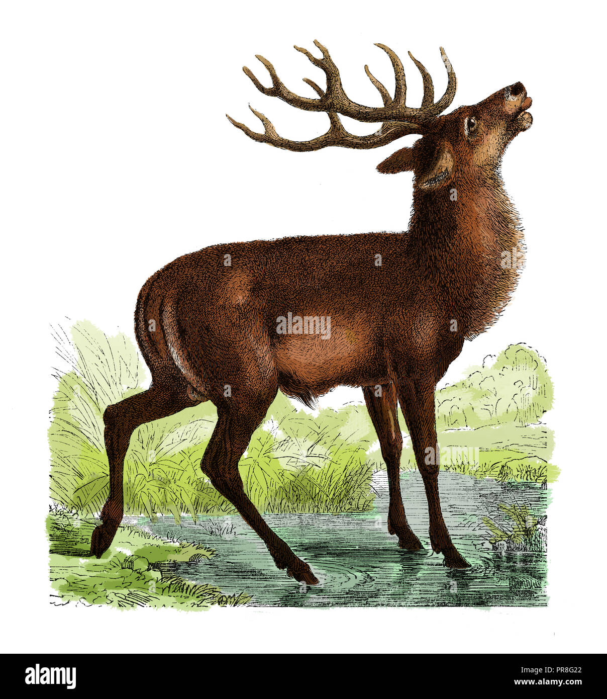 19th century illustration of a deer. Published in Systematischer Bilder-Atlas zum Conversations-Lexikon, Ikonographische Encyklopaedie der Wissenschaf Stock Photo