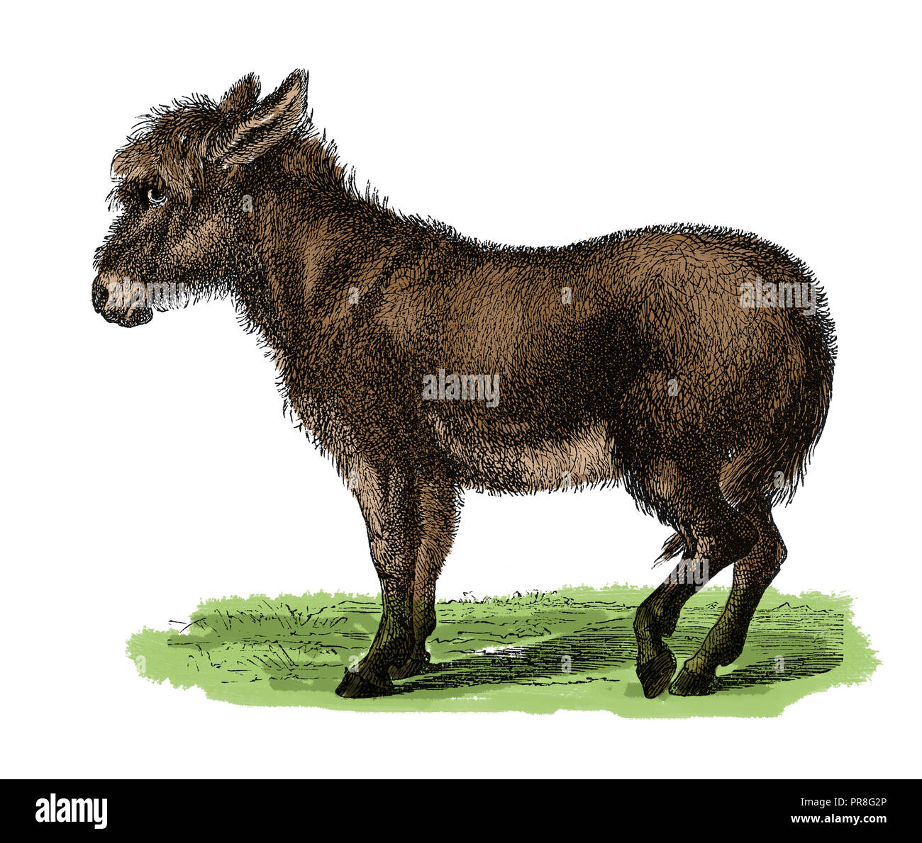 19th century illustration of a donkey. Published in Systematischer Bilder-Atlas zum Conversations-Lexikon, Ikonographische Encyklopaedie der Wissensch Stock Photo