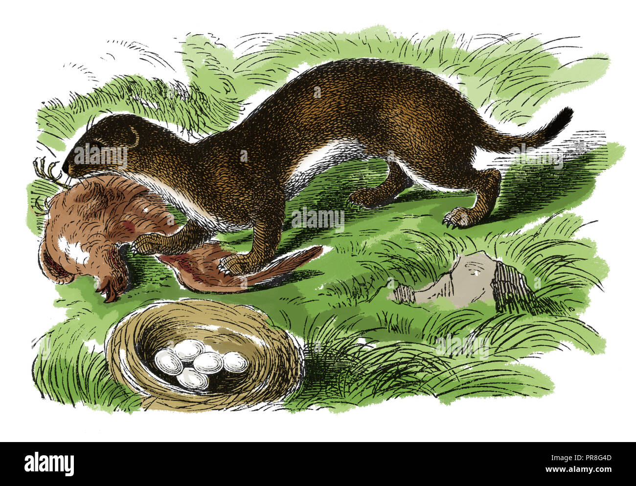 19th century illustration of an ermine. Published in Systematischer Bilder-Atlas zum Conversations-Lexikon, Ikonographische Encyklopaedie der Wissensc Stock Photo