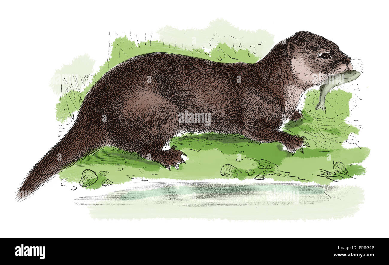 19th century illustration of a European otter (Lutra lutra), also known as the Eurasian otter, Eurasian river otter, common otter and Old World otter. Stock Photo