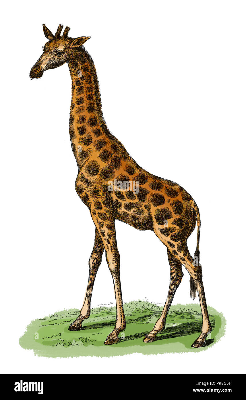 19th century illustration of a giraffe - the tallest living terrestial animal and the largest ruminant. Published in Systematischer Bilder-Atlas zum C Stock Photo