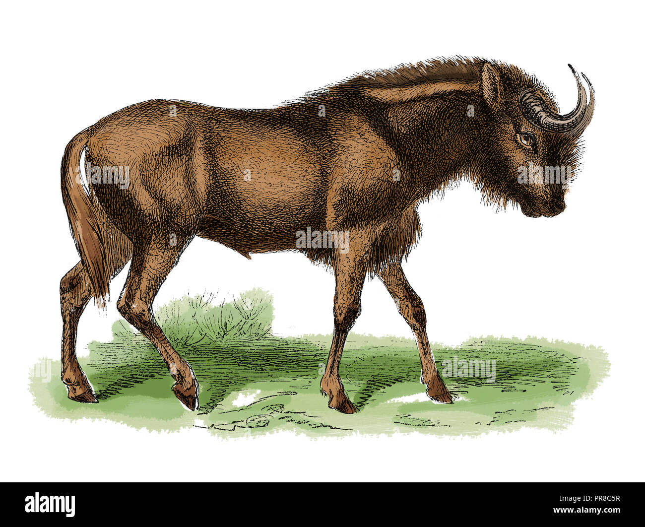 19th century illustration of a gnu. Published in Systematischer Bilder-Atlas zum Conversations-Lexikon, Ikonographische Encyklopaedie der Wissenschaft Stock Photo