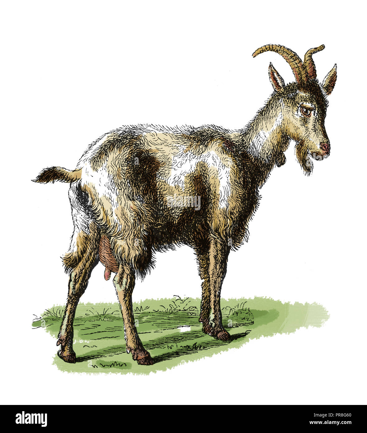 19th century illustration of a goat. Published in Systematischer Bilder-Atlas zum Conversations-Lexikon, Ikonographische Encyklopaedie der Wissenschaf Stock Photo