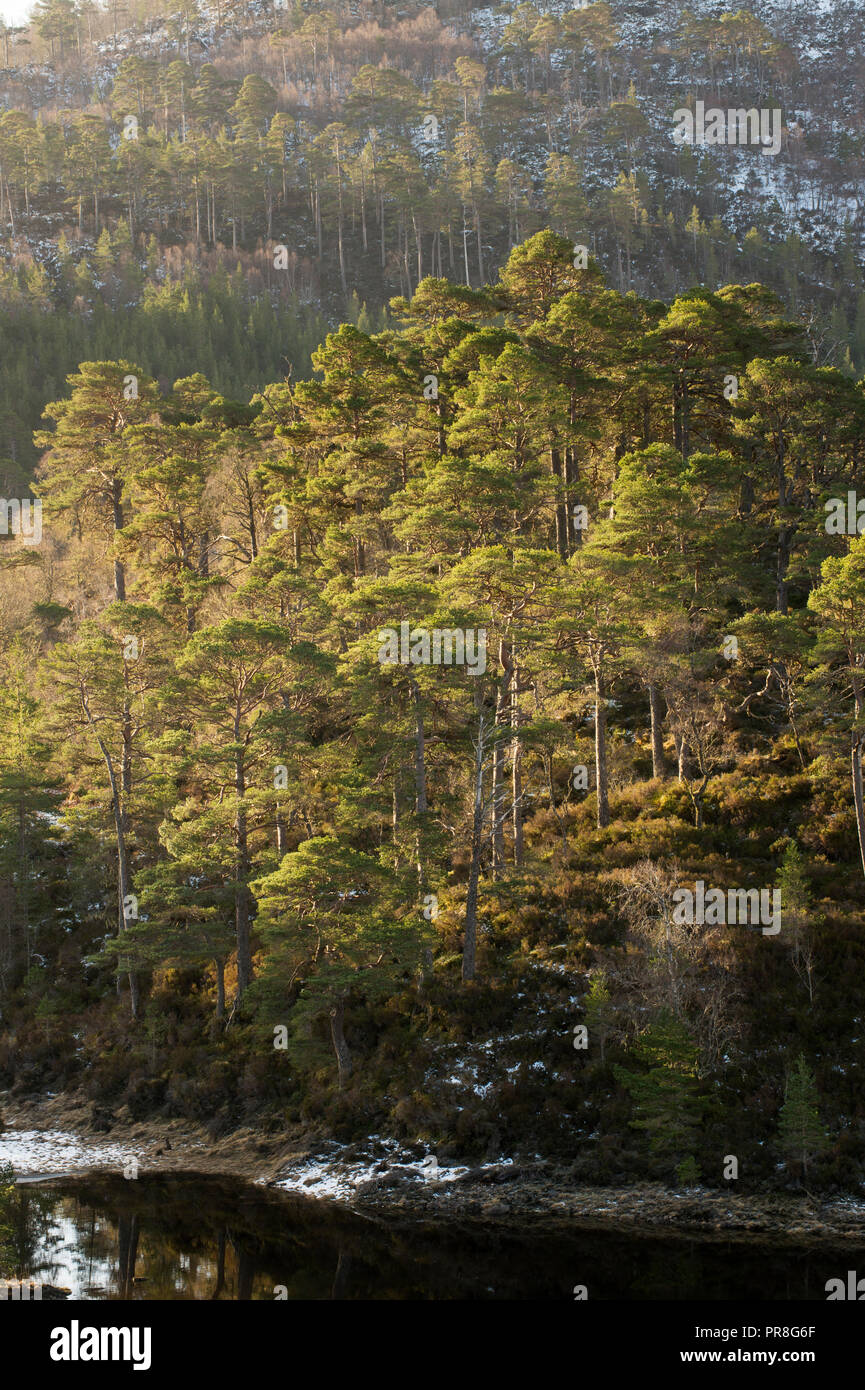 Birch (Betula pendula) and Scots Pine (Pinus sylvestris) forest around Loch Beinn a' Mheadhoin , Glen Affric, Highlands, Scotland. April 2015 Stock Photo