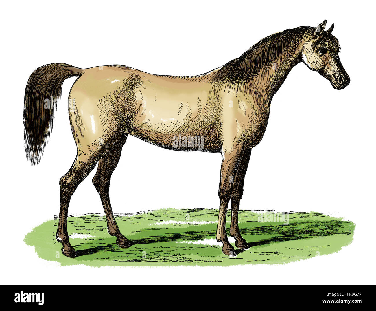 19th century illustration (hand-painted engraving) of a horse. Published in Systematischer Bilder-Atlas. Stock Photo