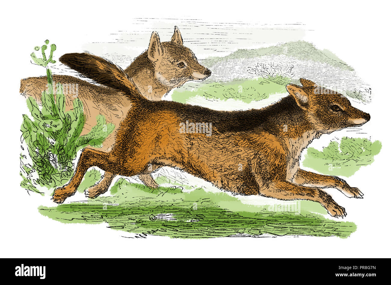 19th century illustration of jackals. Published in Systematischer Bilder-Atlas zum Conversations-Lexikon, Ikonographische Encyklopaedie der Wissensc Stock Photo