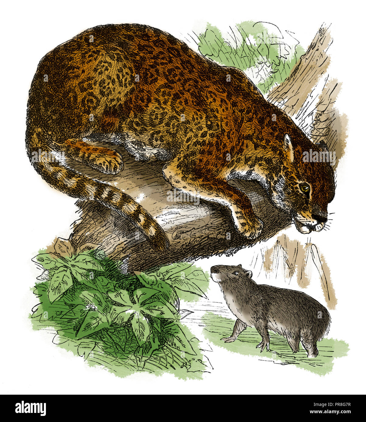 19th century illustration of jaguar. Published in Systematischer Bilder-Atlas zum Conversations-Lexikon, Ikonographische Encyklopaedie der Wissenschaf Stock Photo