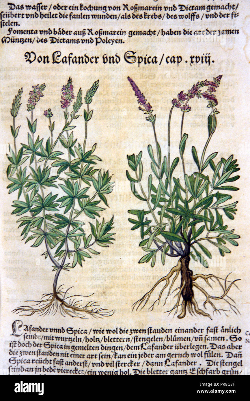Woodcut illustrations of lavender plants Stock Photo
