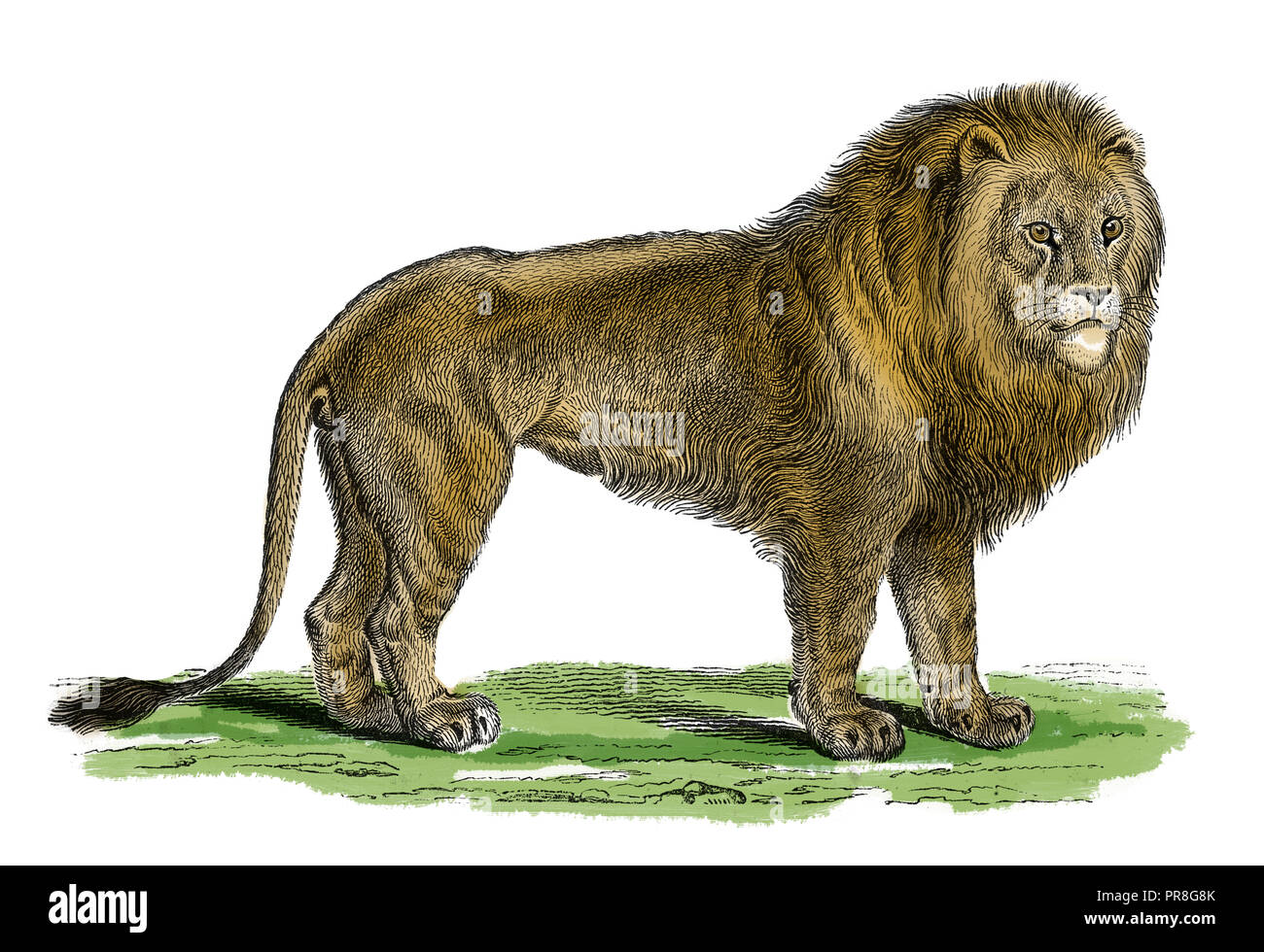 19th century illustration of a lion. Published in Systematischer Bilder-Atlas zum Conversations-Lexikon, Ikonographische Encyklopaedie der Wissenschaf Stock Photo