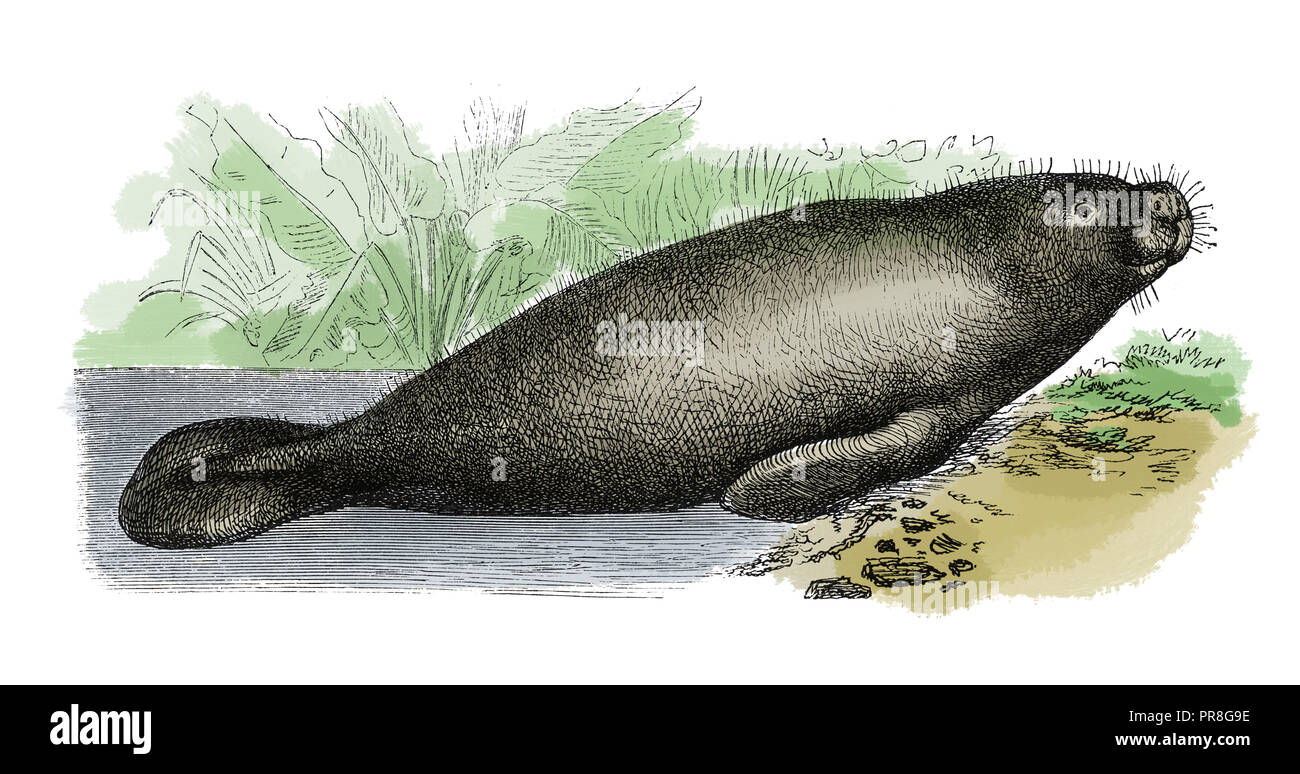 Manatee Cut Out Stock Images & Pictures - Alamy