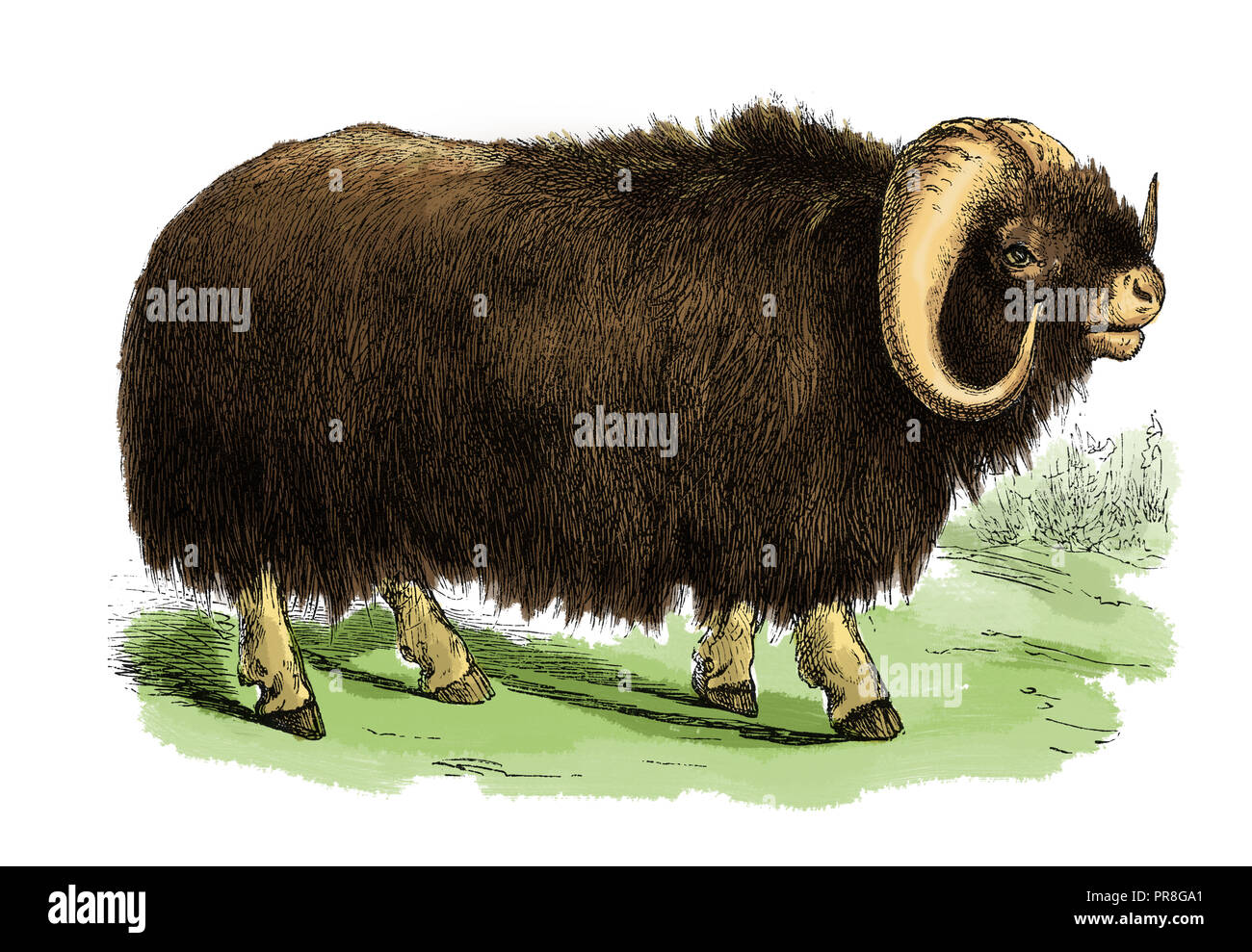 19th century illustration of a muskox -  primarily live in the Canadian Arctic and Greenland, with small introduced populations in Sweden, Siberia, No Stock Photo