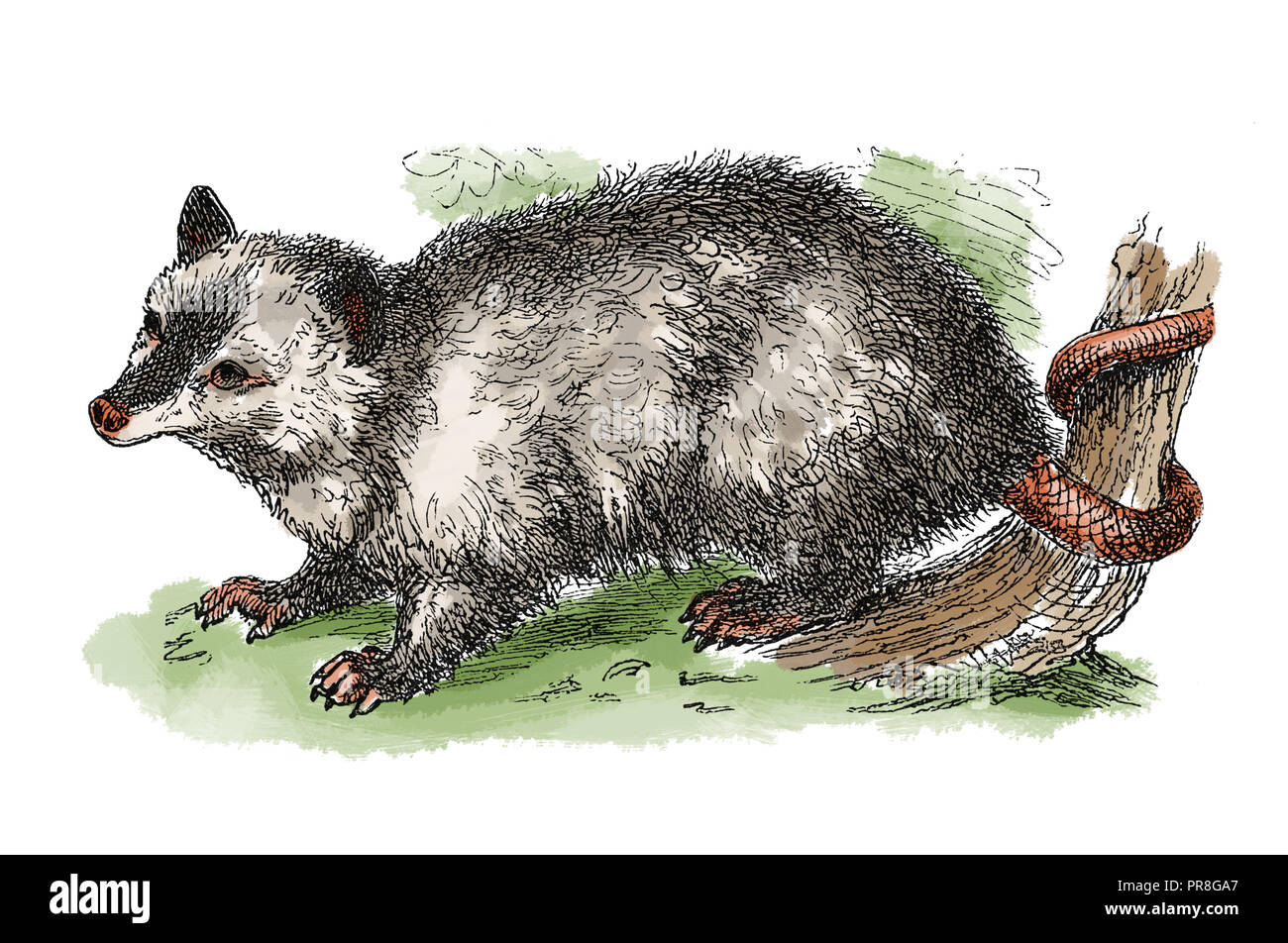 19th century illustration of an opposum. Published in Systematischer Bilder-Atlas zum Conversations-Lexikon, Ikonographische Encyklopaedie der Wissens Stock Photo