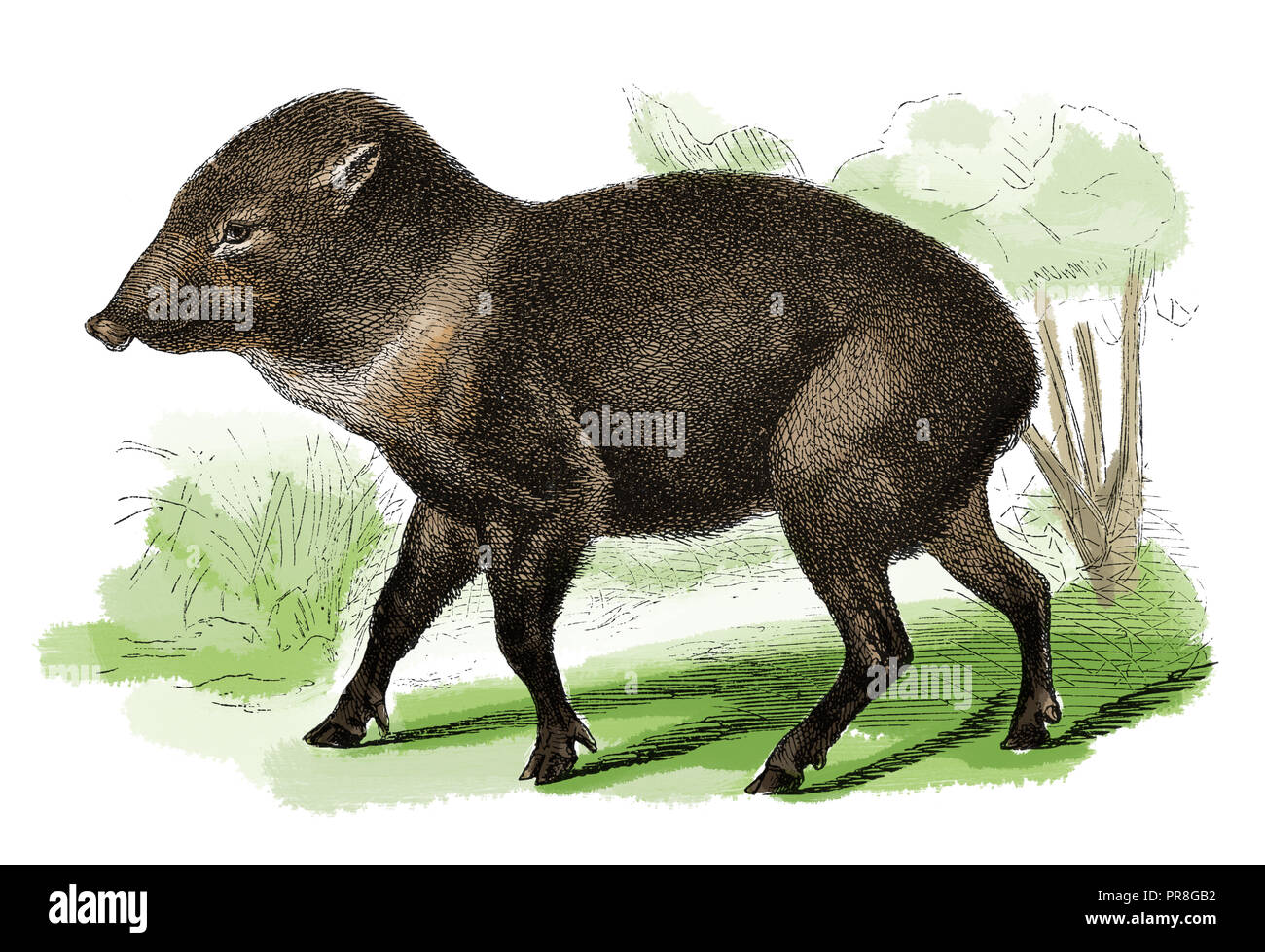 19th century illustration of a peccary (also javelina or skunk pig) is a medium-sized hoofed mammal, found in the southwestern area of North America a Stock Photo
