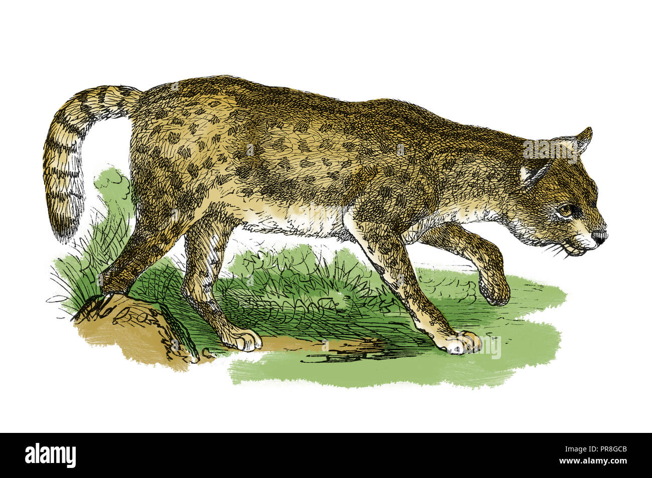 19th century illustration of a serval. Published in Systematischer Bilder-Atlas zum Conversations-Lexikon, Ikonographische Encyklopaedie der Wissensch Stock Photo