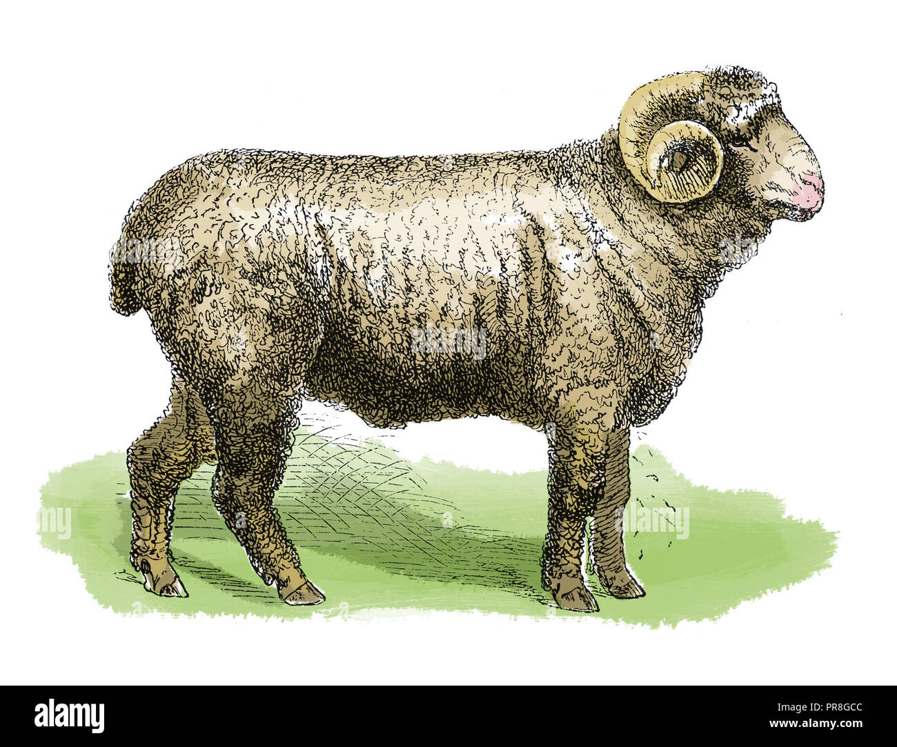 19th century illustration of a sheep. Published in Systematischer Bilder-Atlas zum Conversations-Lexikon, Ikonographische Encyklopaedie der Wissenscha Stock Photo