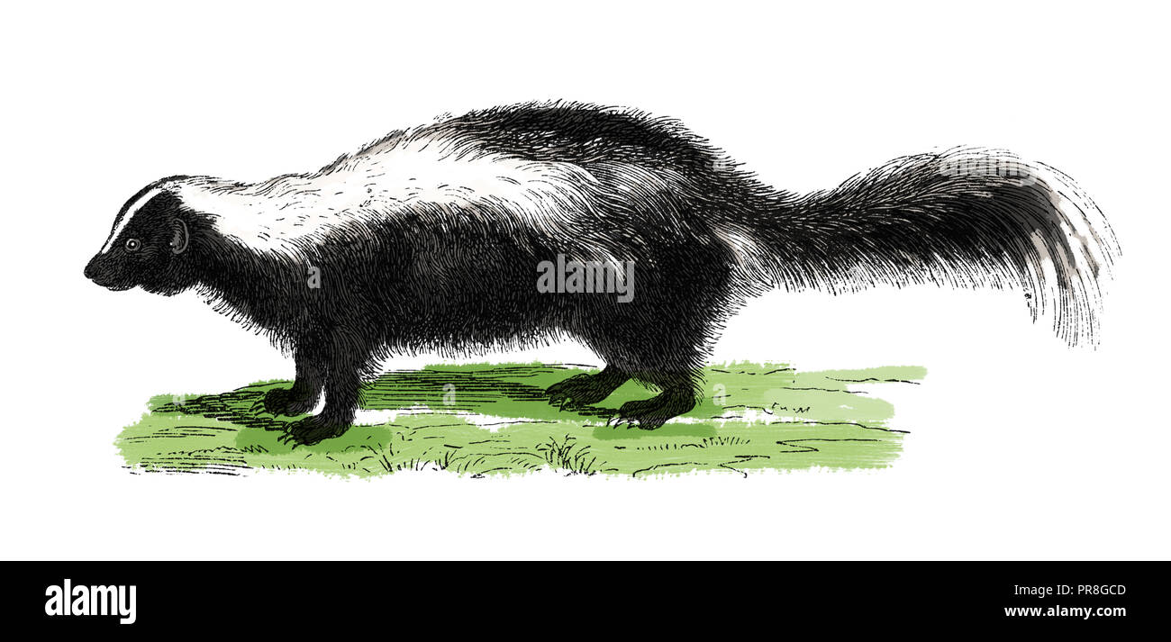 19th century illustration of a skunk. Skunks (also called polecats in America) are mammals known for their ability to spray a liquid with a strong odo Stock Photo