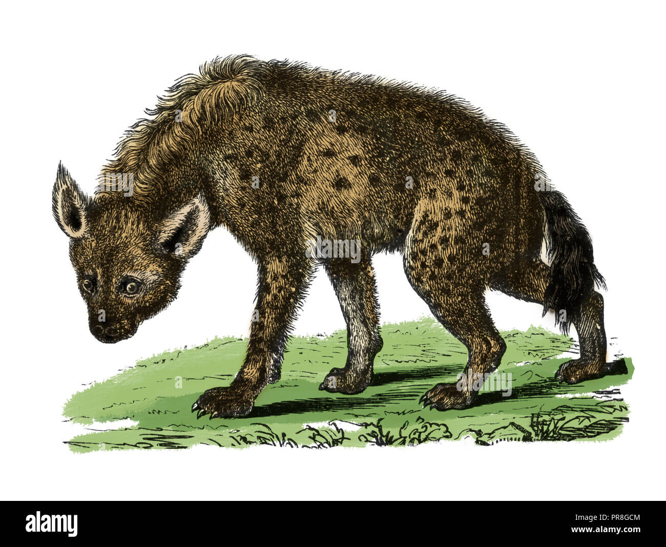 19th century illustration of a spotted hyena. Published in Systematischer Bilder-Atlas zum Conversations-Lexikon, Ikonographische Encyklopaedie der Wi Stock Photo