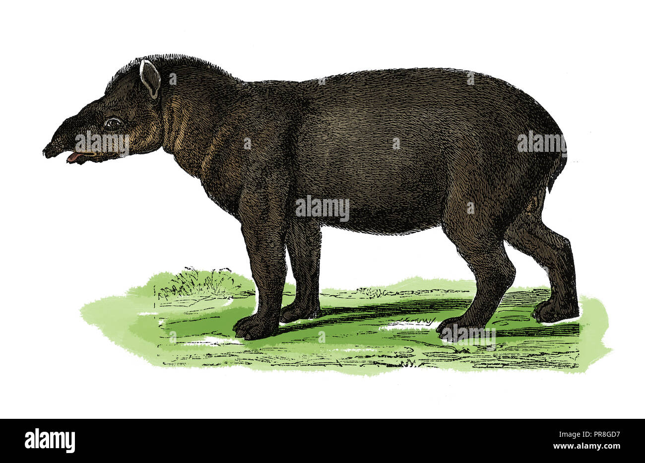 19th century illustration of a tapir, also known as a Derp Horse is a large herbivorous mammal, similar in shape to a pig, with a short, prehensile sn Stock Photo