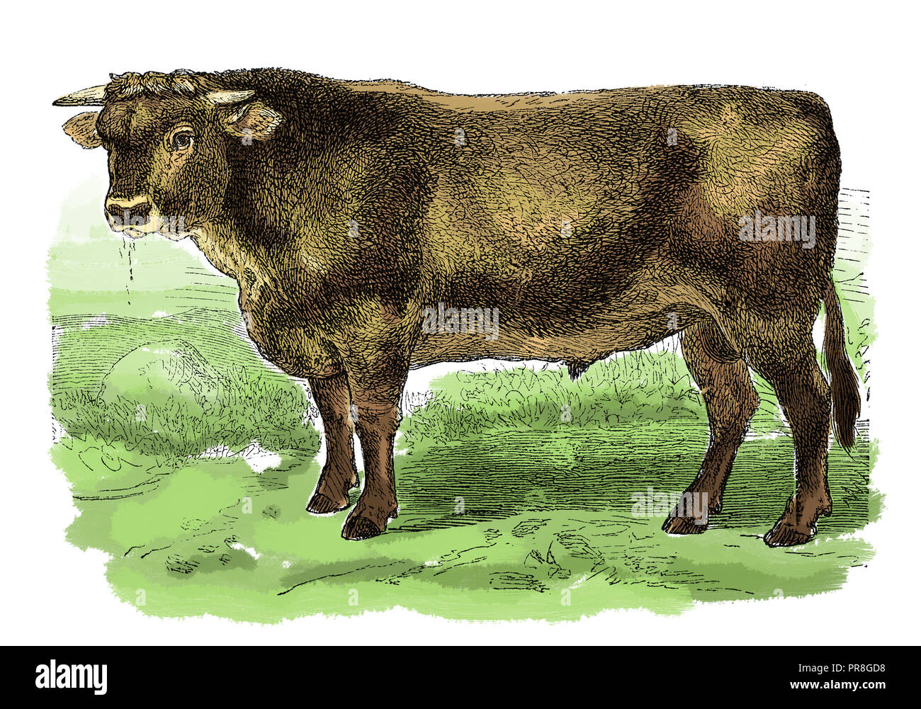 19th century illustration of a bull. Published in Systematischer Bilder-Atlas zum Conversations-Lexikon, Ikonographische Encyklopaedie der Wissensch Stock Photo