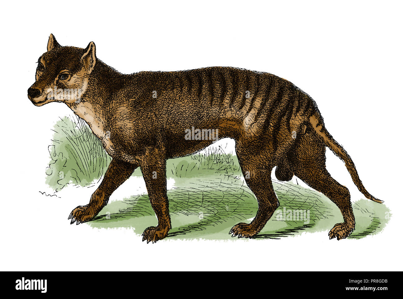 19th century illustration of a thylacine, also known as Tasmanian tiger, or Tasmanian wolf, native to continental Australia, Tasmania and New Guinea - Stock Photo