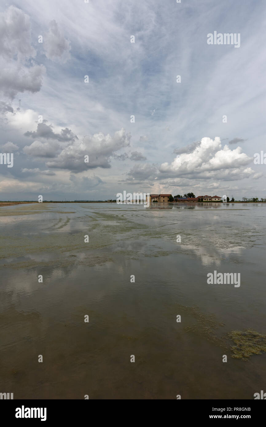 Stromy Rice Field Rice flooded fields with stormy sky and reflections Stock Photo - Alamy