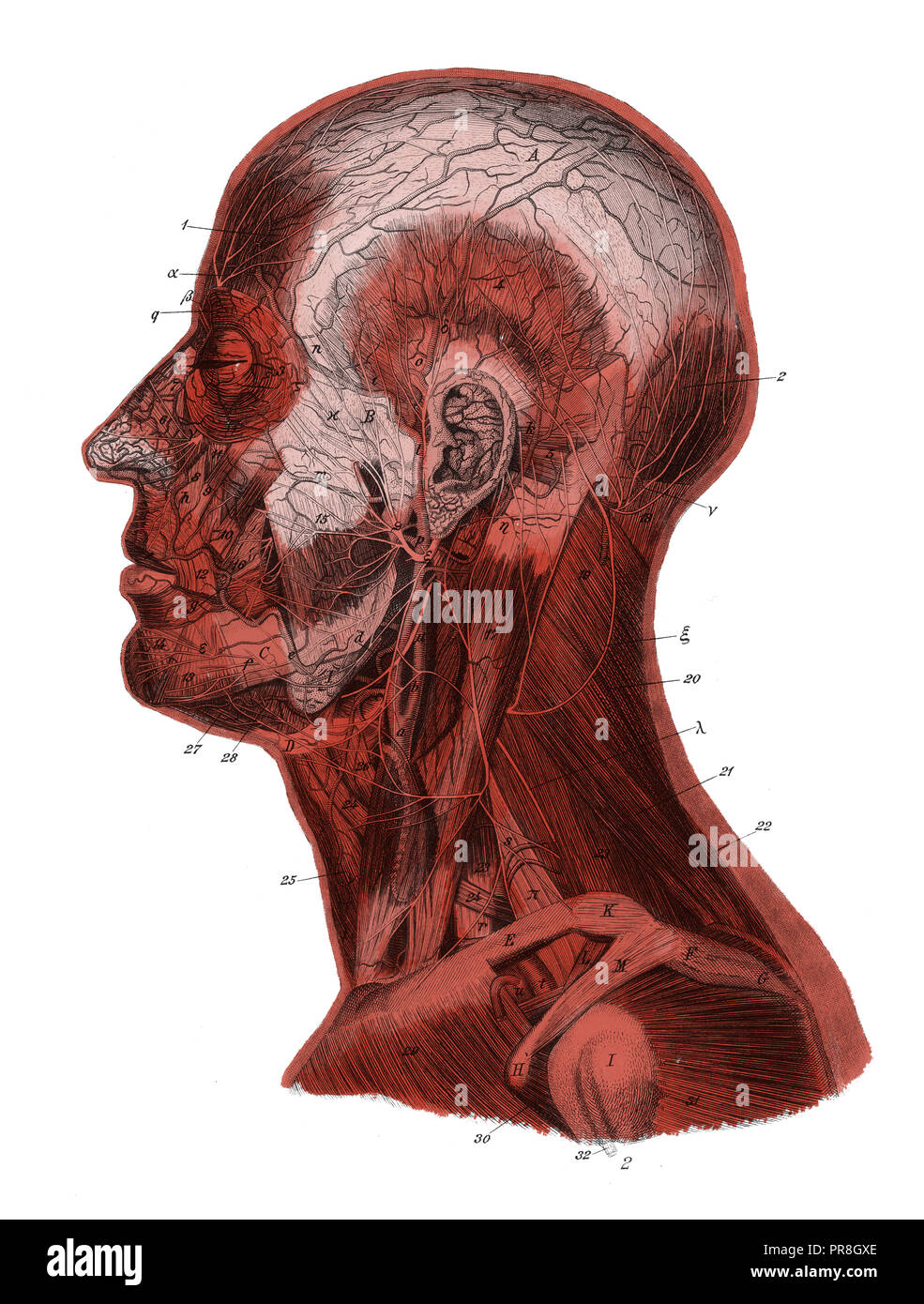 19th century illustration of a human head and neck after removal of skin, the platysma and trapezius muscles. Published in Systematischer Bilder-Atlas Stock Photo