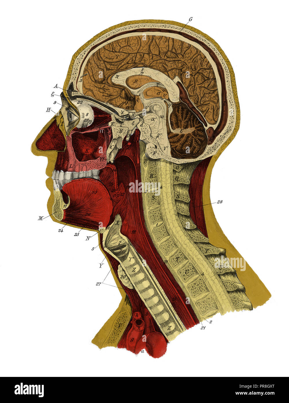 19th century illustration of a human head. Published in Systematischer Bilder-Atlas zum Conversations-Lexikon, Ikonographische Encyklopaedie der Wisse Stock Photo