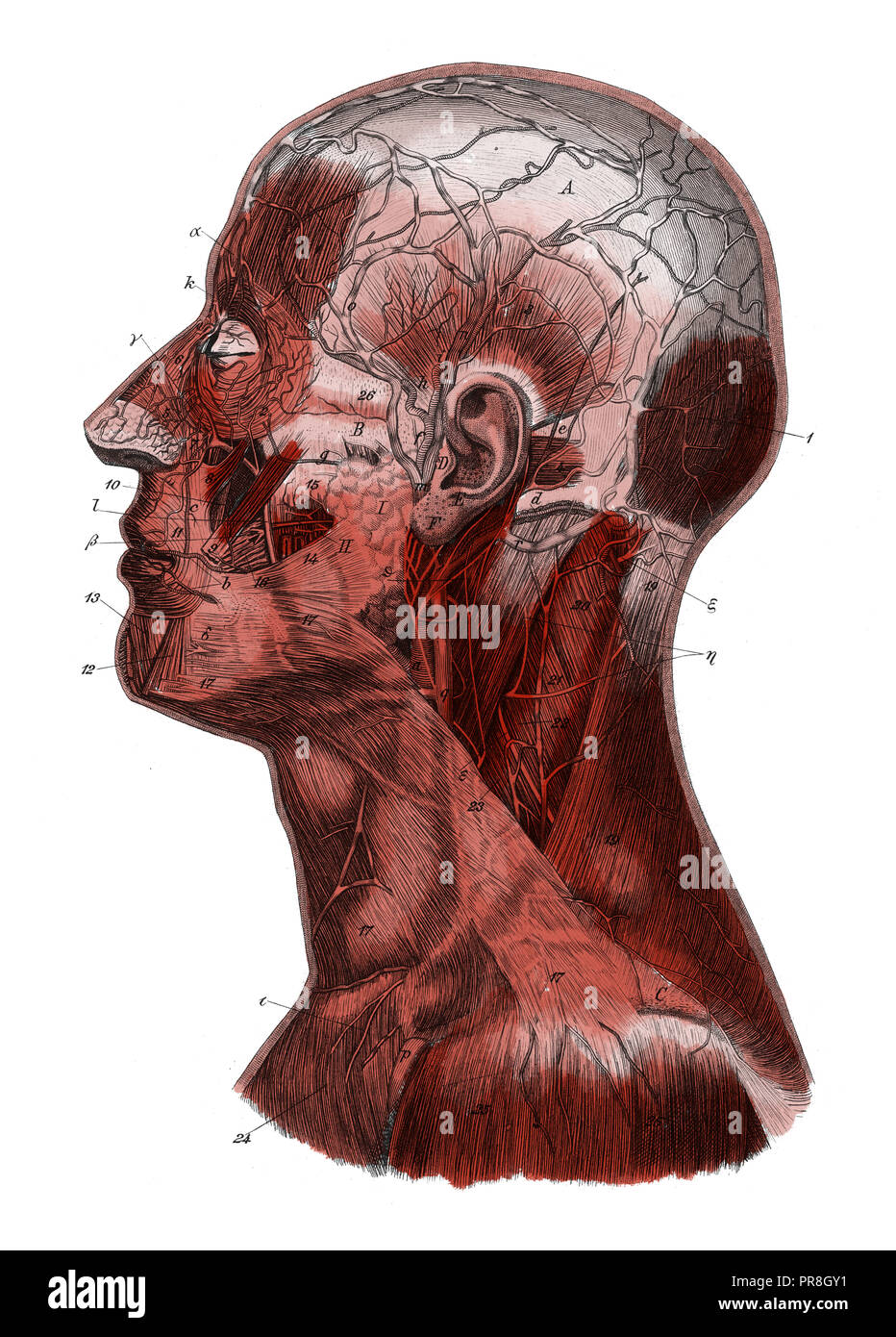 19th century illustration of a human head after removal of the skin. Published in Systematischer Bilder-Atlas zum Conversations-Lexikon, Ikonographisc Stock Photo
