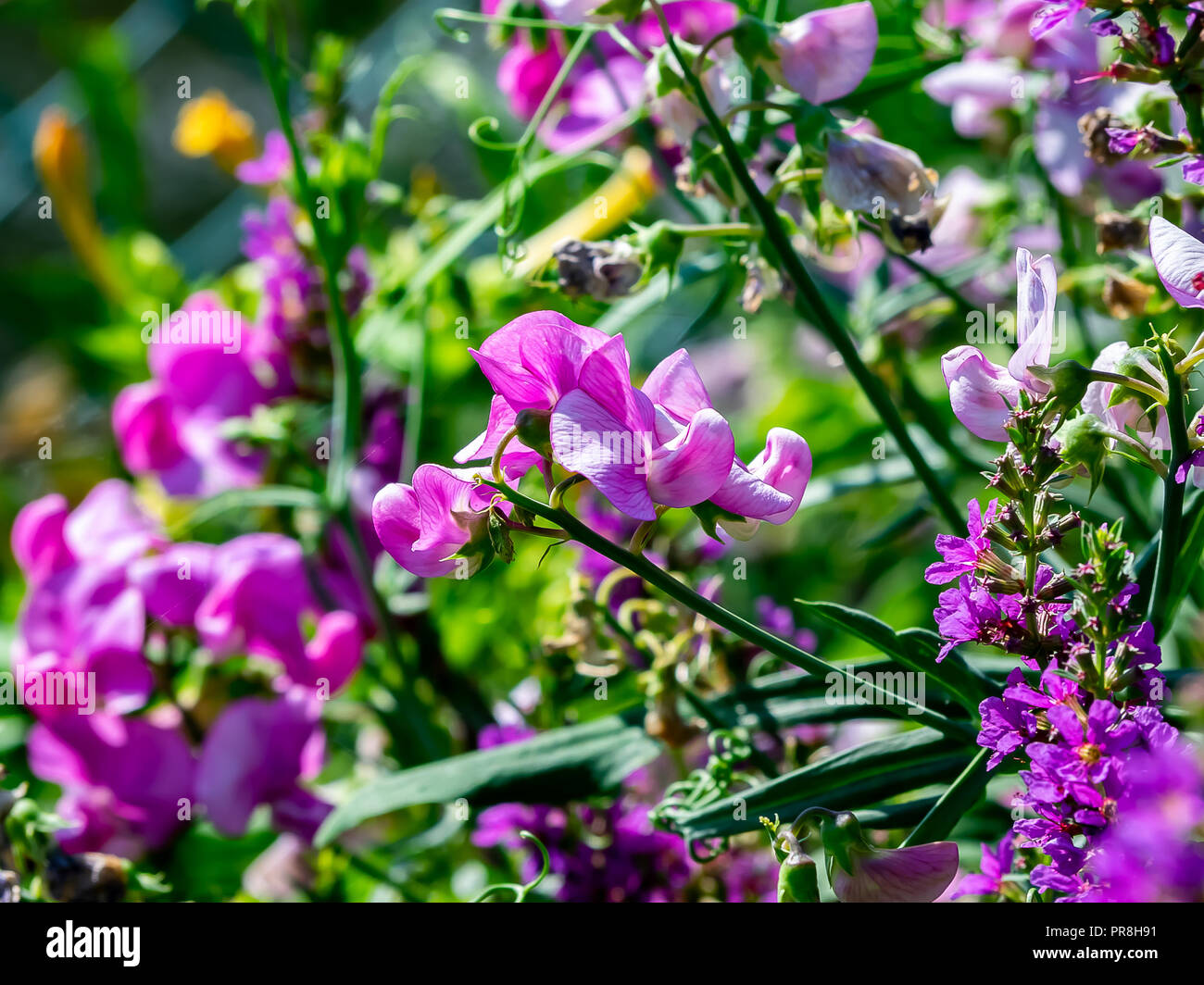 wild large sweet pea flowers bloom along a river in central Kanagawa ...