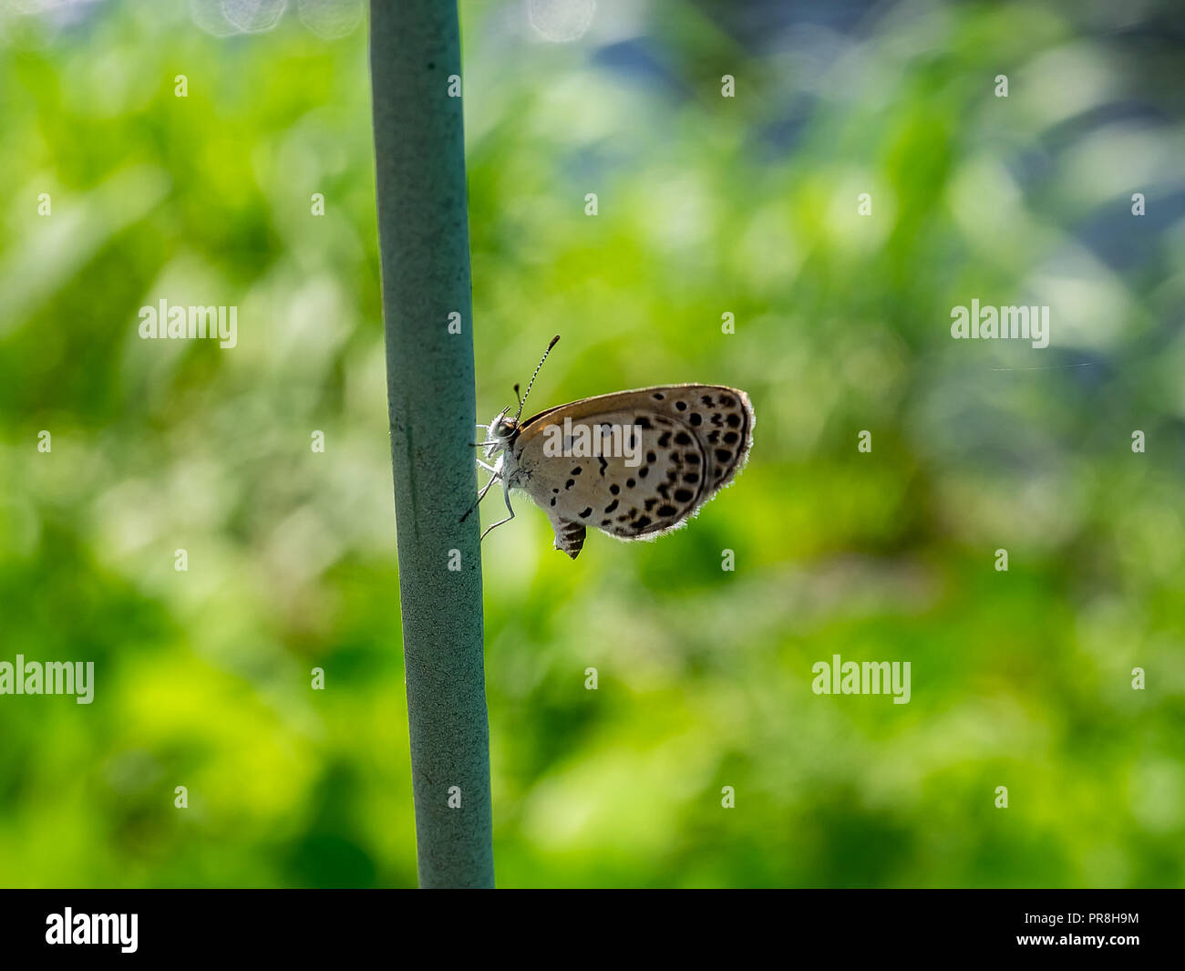 A small butterfly sits on a fence along a river in central Kanagawa, Japan Stock Photo