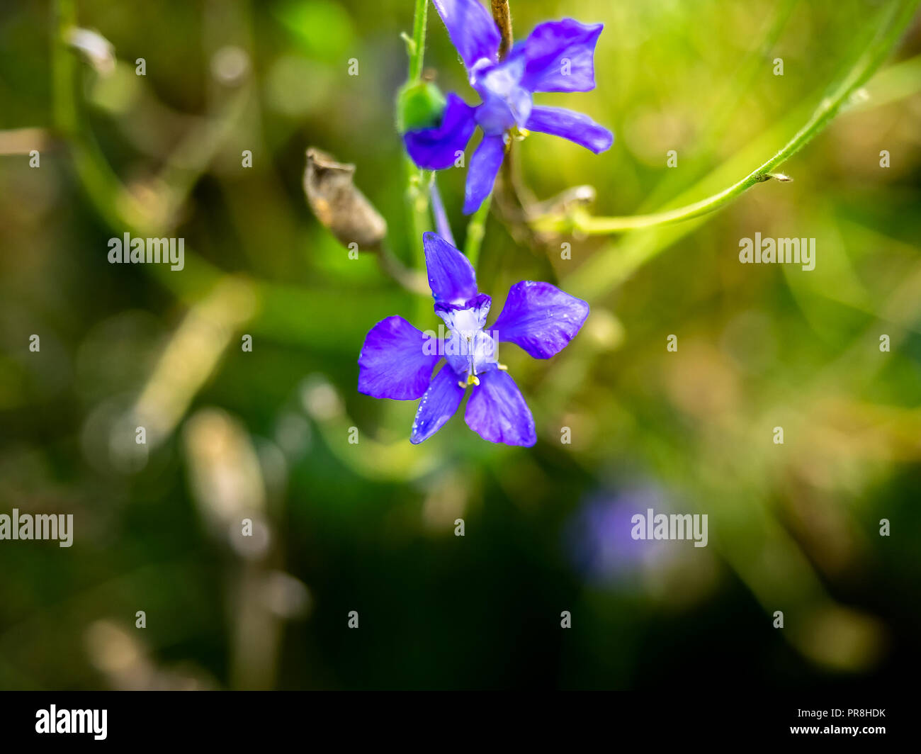 Small purple larkspur flowers bloom among a dense area of wildflowers beside a river in central Kanagawa, Japan Stock Photo