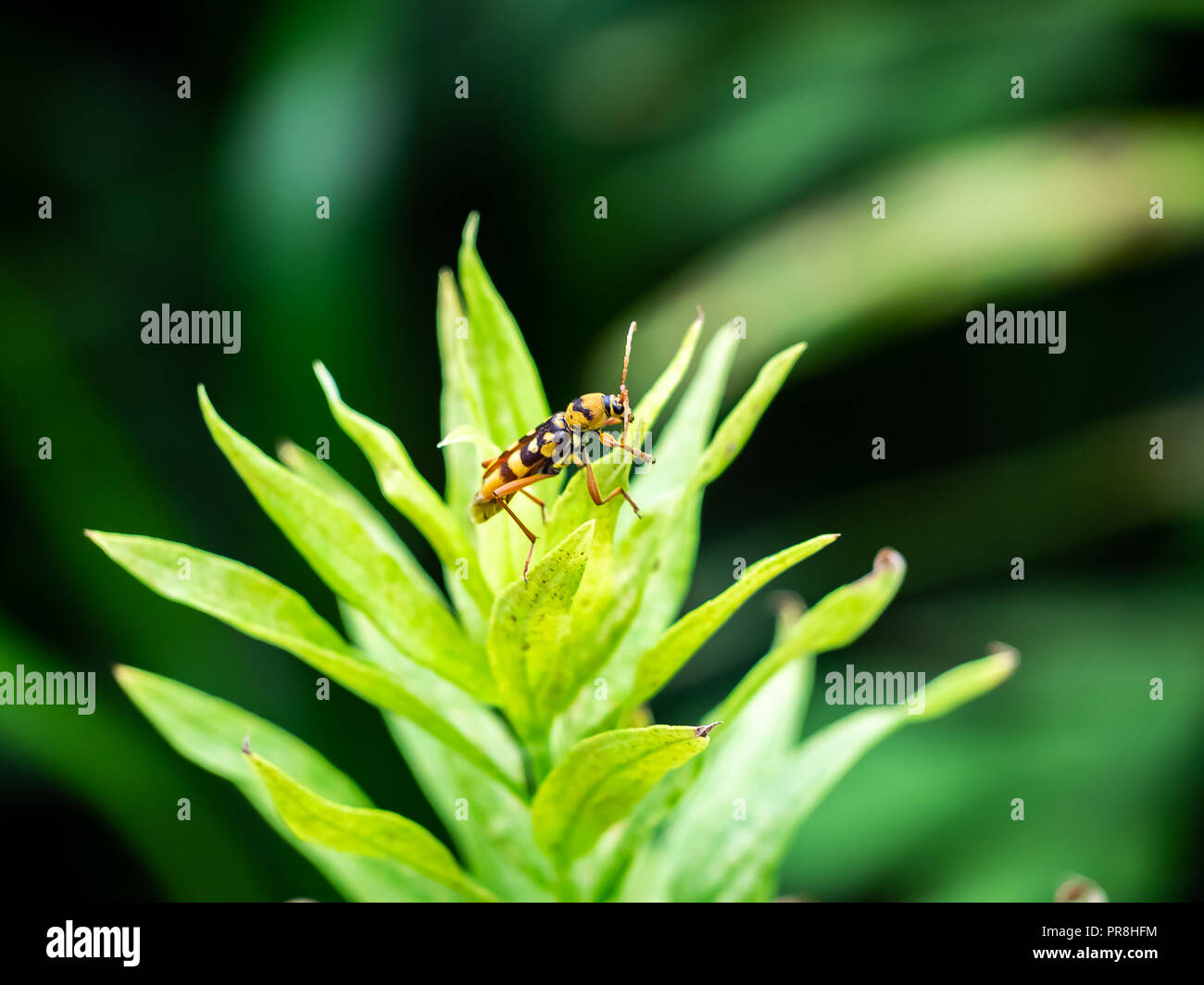 A small beetle feeds rests on some leaves in a small park in central Kanagawa, Japan Stock Photo