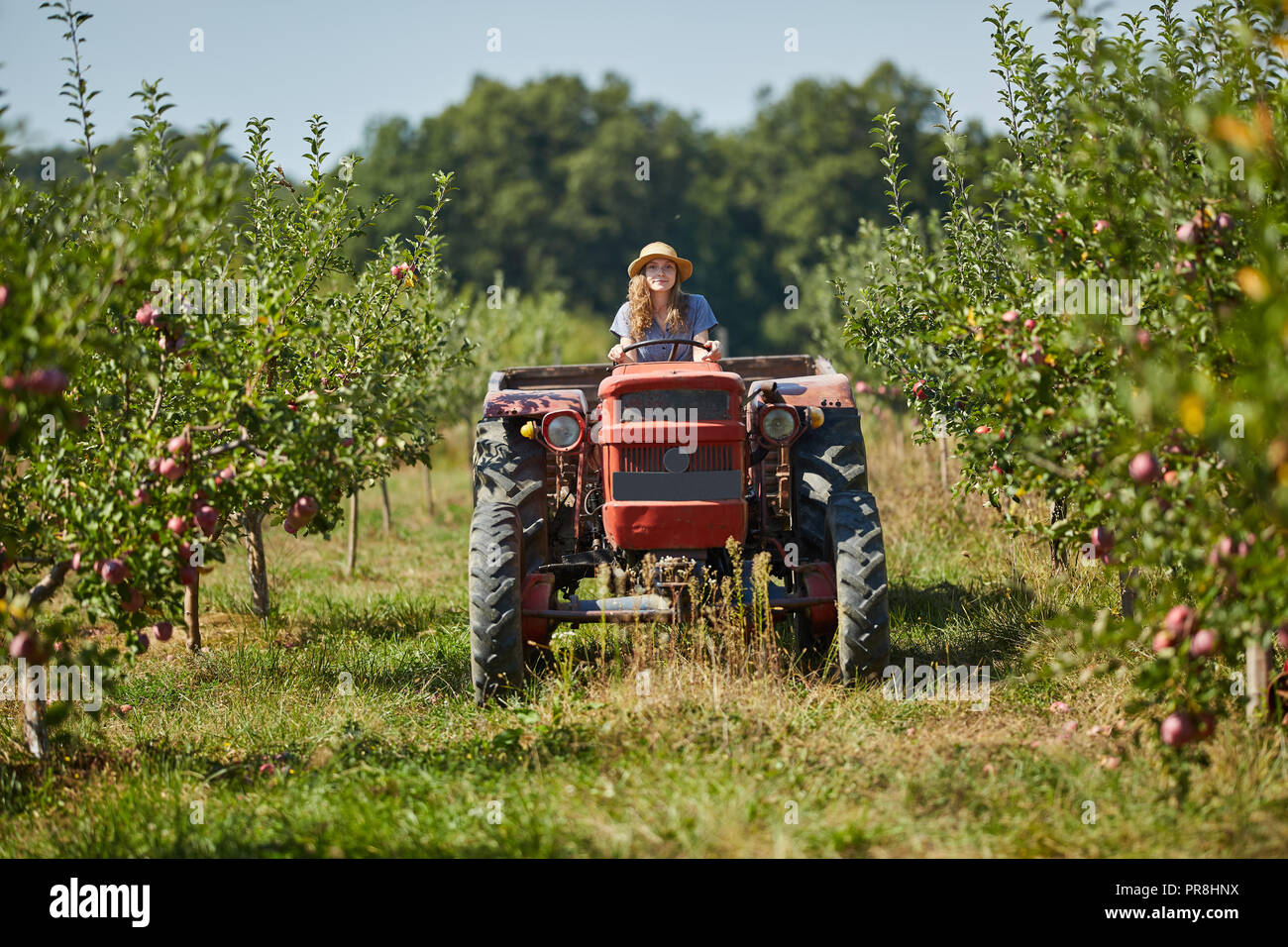 Young farmer woman driving her tractor and trailer through apple ...