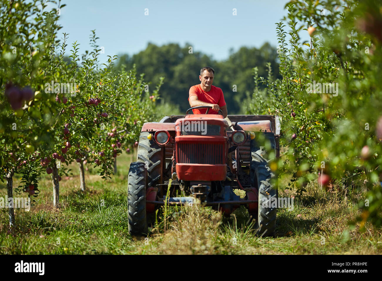 Middle age man driving his tractor through the apple orchard Stock Photo