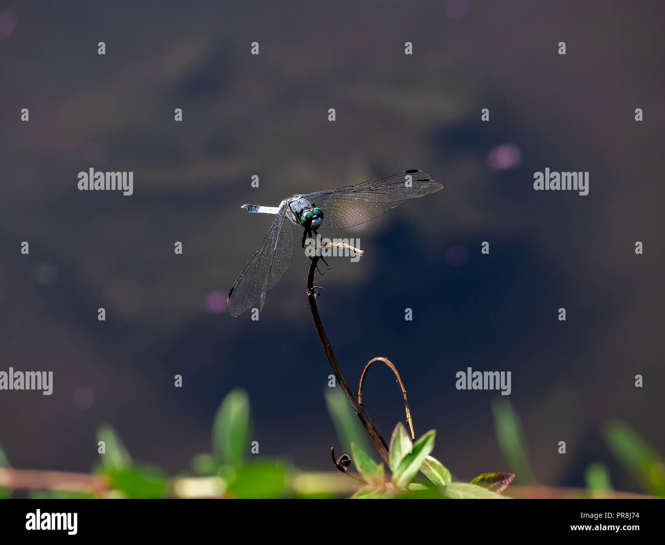 A blue Japanese dragonfly rests on a small twig beside a pond in Japan Stock Photo
