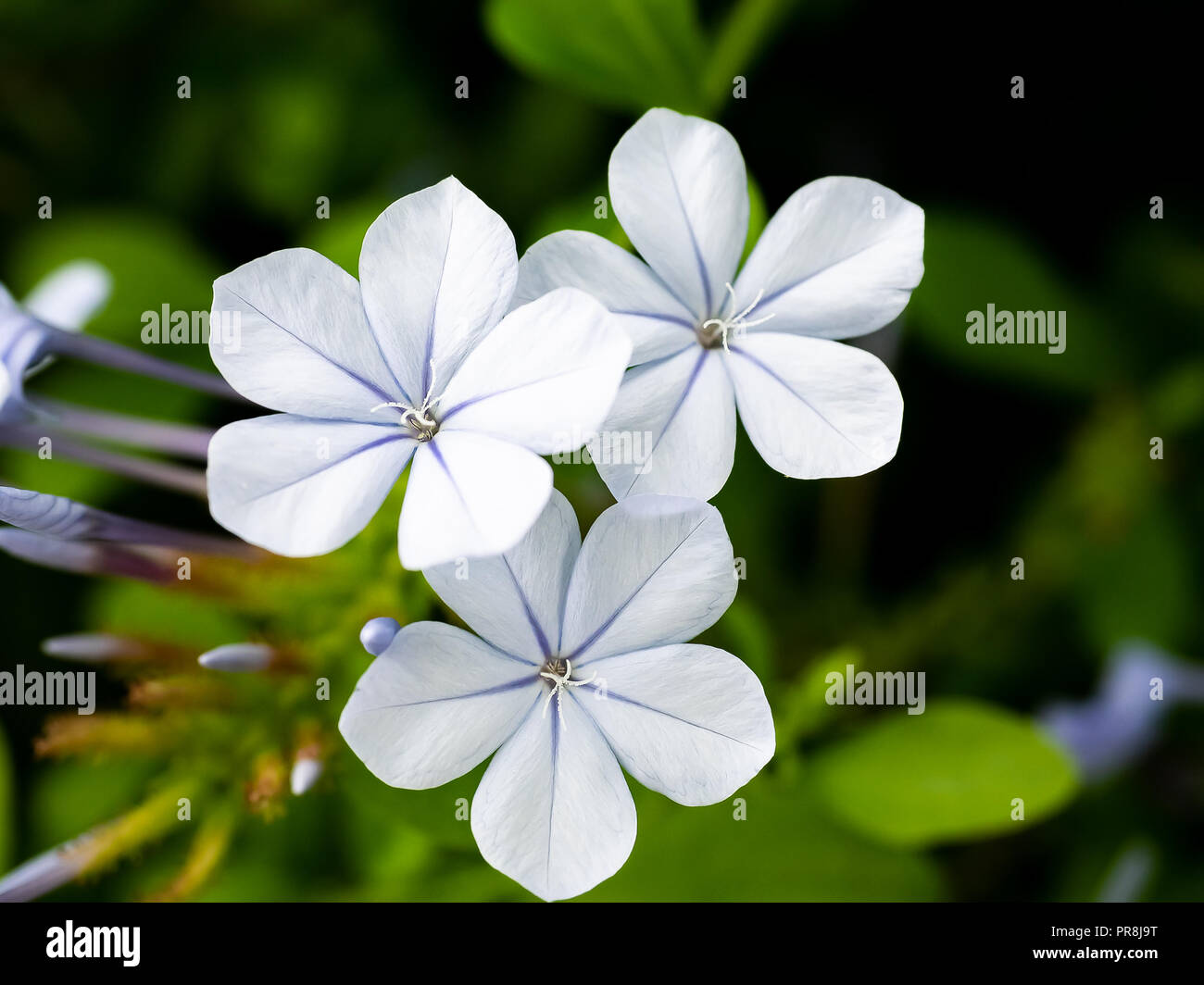 Small white plumbago flowers bloom in a Japanese garden in central