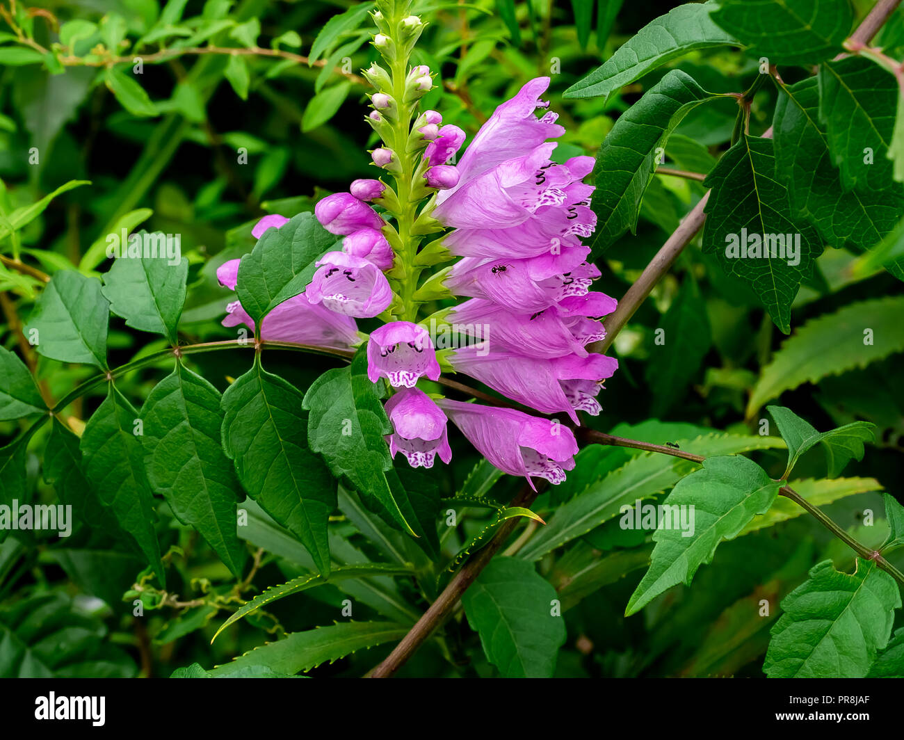 Clusters of small purple flowers bloom in a garden plot near an