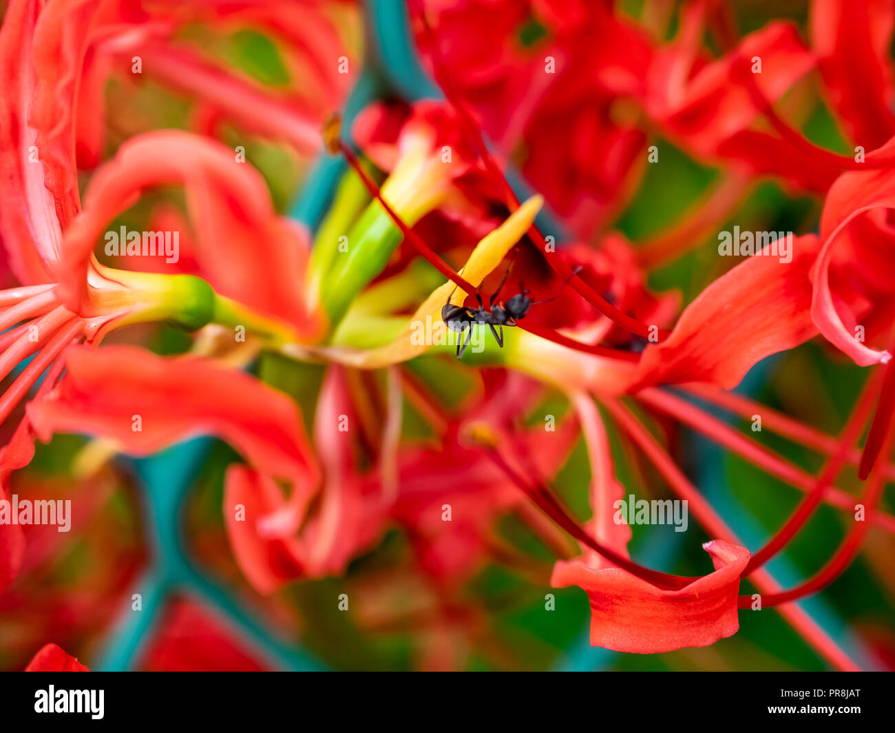 Japanese spider lily hi-res stock photography and images - Alamy