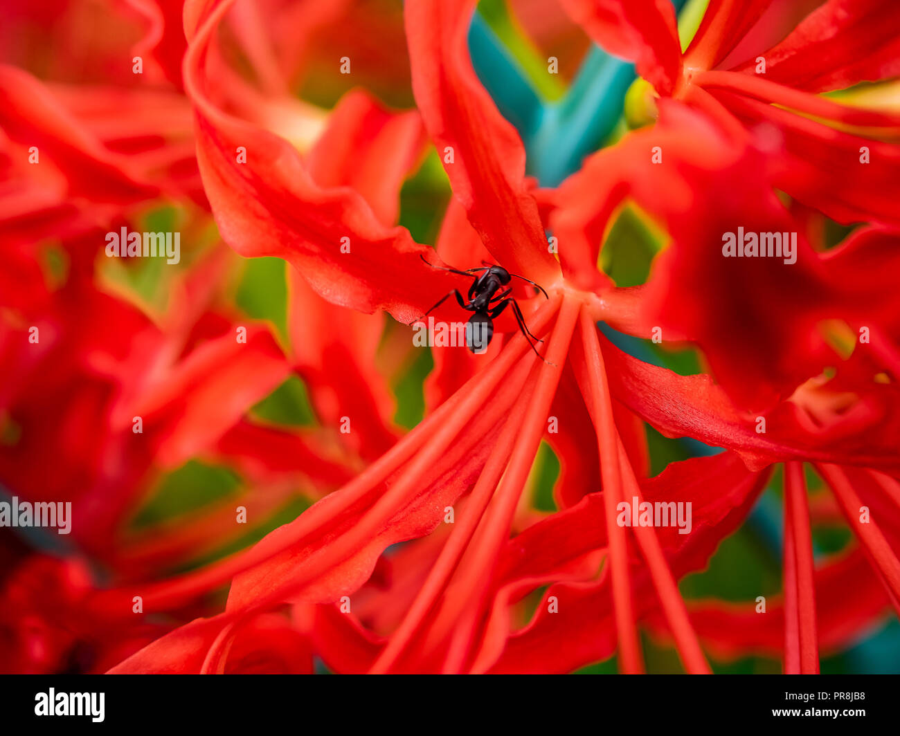 Beautiful spider insects high hi-res stock photography and images - Alamy